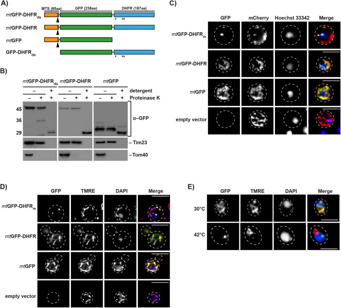 Figure 1 from Bruderek et al., Molecular Biology of the Cell 2018 — IMiQ compartment