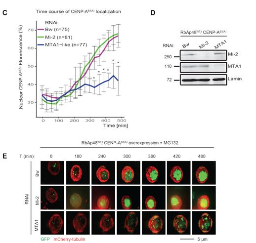 Figure from Demirdizen et al., Nucleic Acids Research 2019 — CENP-A localization