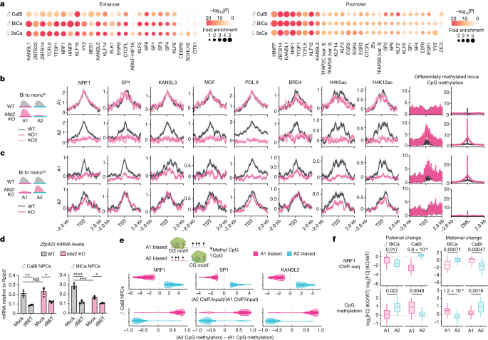 Figure 4 from Sun et al., Nature 2023 — MSL2 biallelic expression