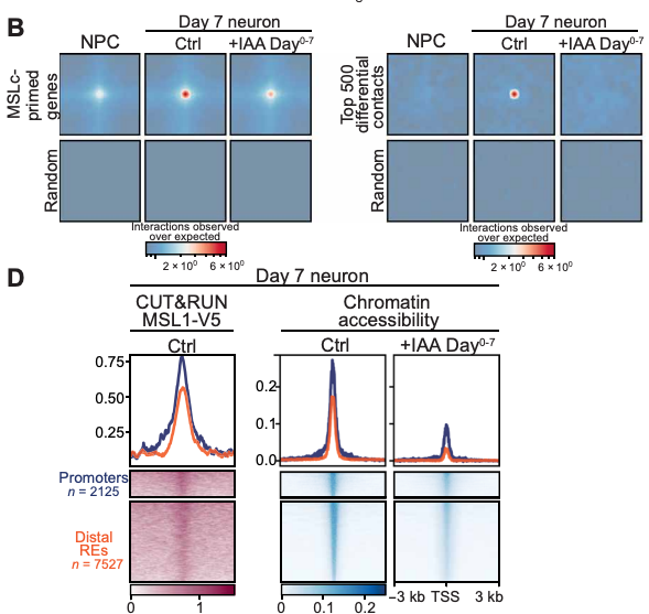 Figure from Förtsch et al., Science Advances 2026 — epigenetic priming